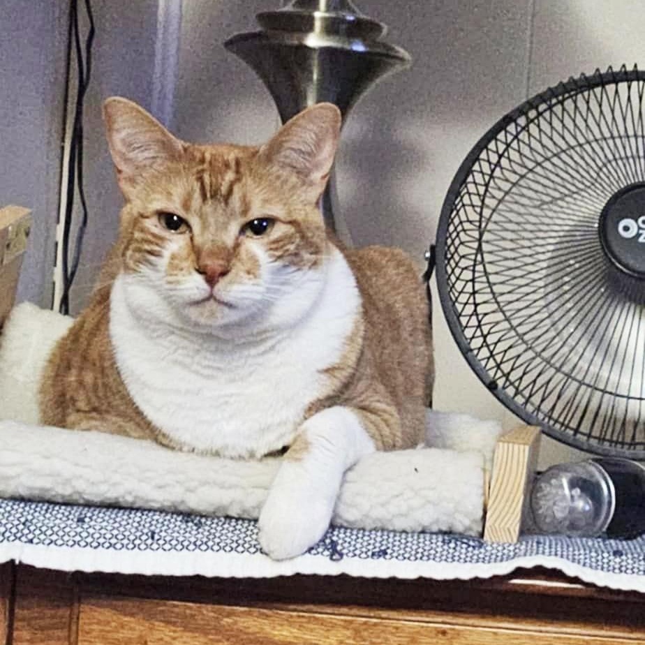 Enlarge Henny Penny DF, a Adoptable mixed breed in Council Bluffs, IA image 5/5