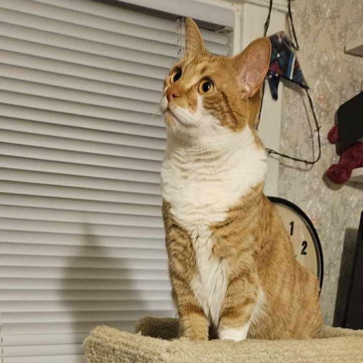 Enlarge Henny Penny DF, a Adoptable Domestic Short Hair in Council Bluffs, IA image 3/3