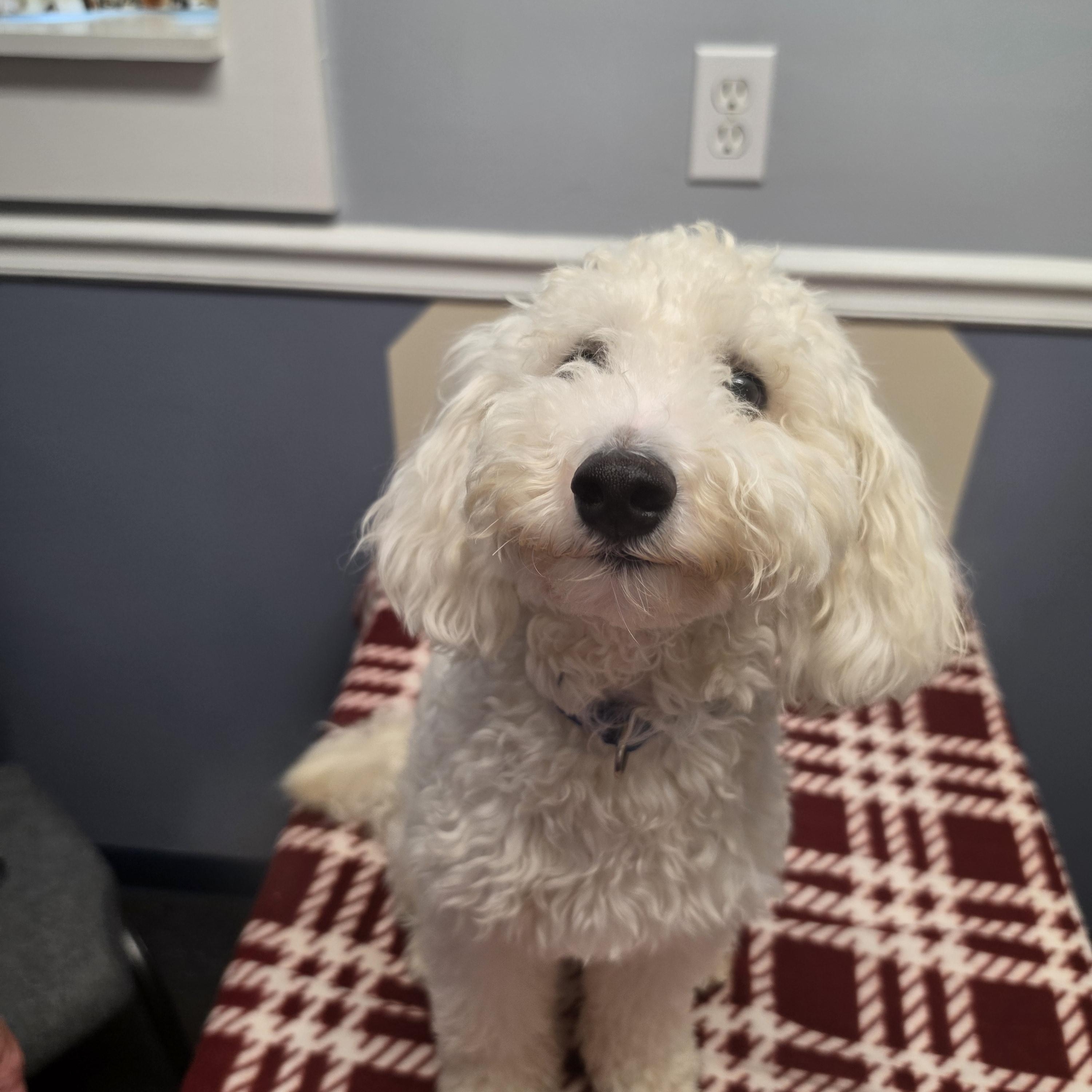 Fin, an adopted mixed breed in Lacona, NY image 1/4