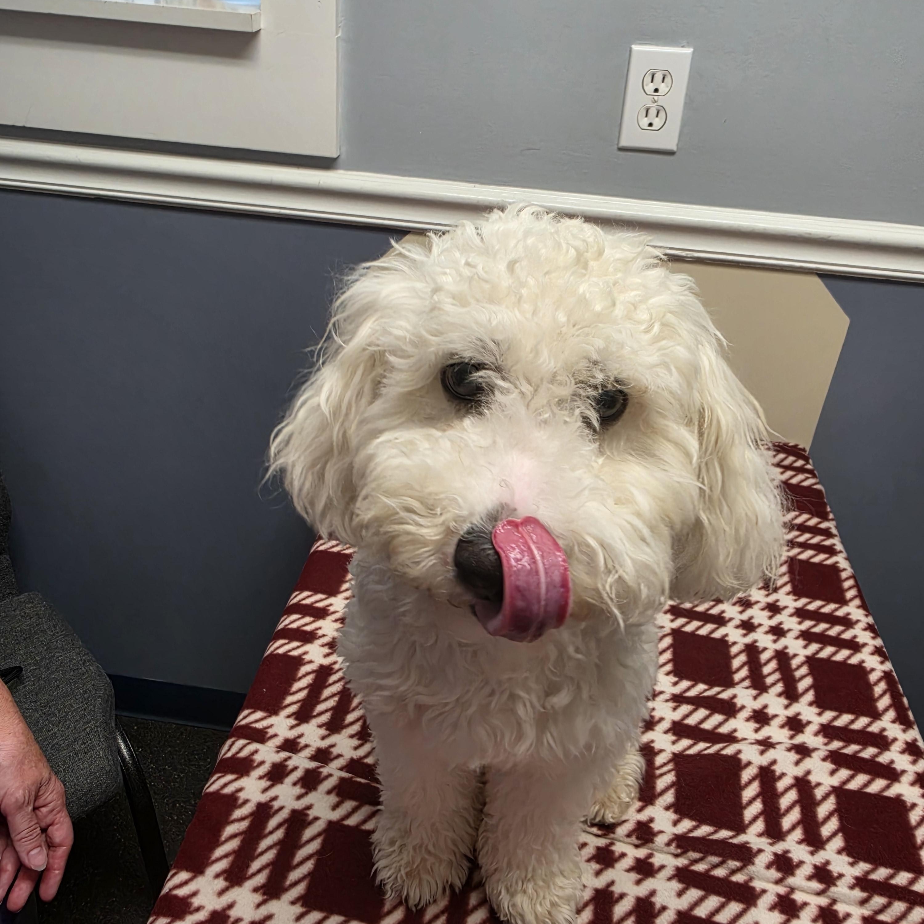 Fin, an adopted mixed breed in Lacona, NY image 3/4