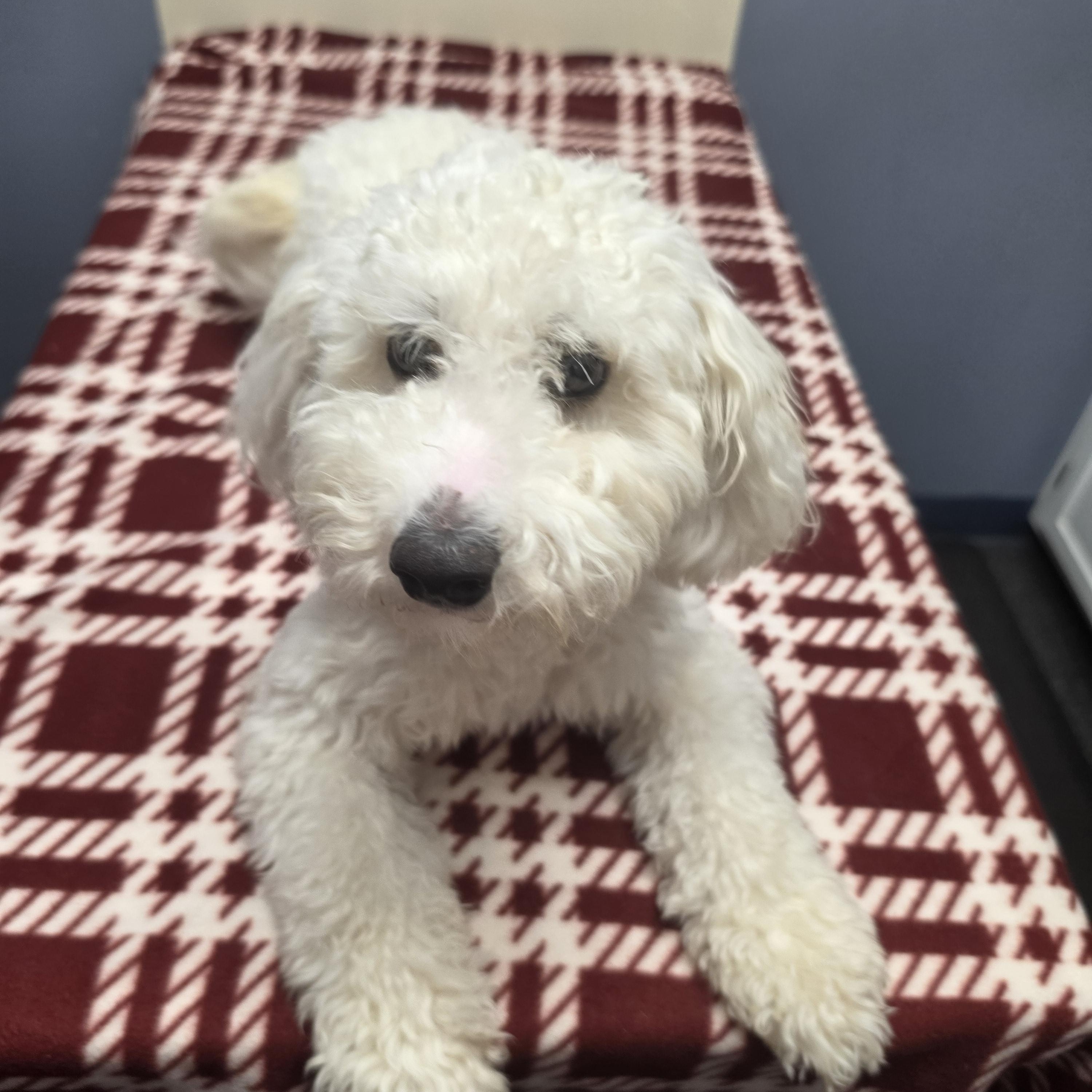 Fin, an adopted mixed breed in Lacona, NY image 2/4