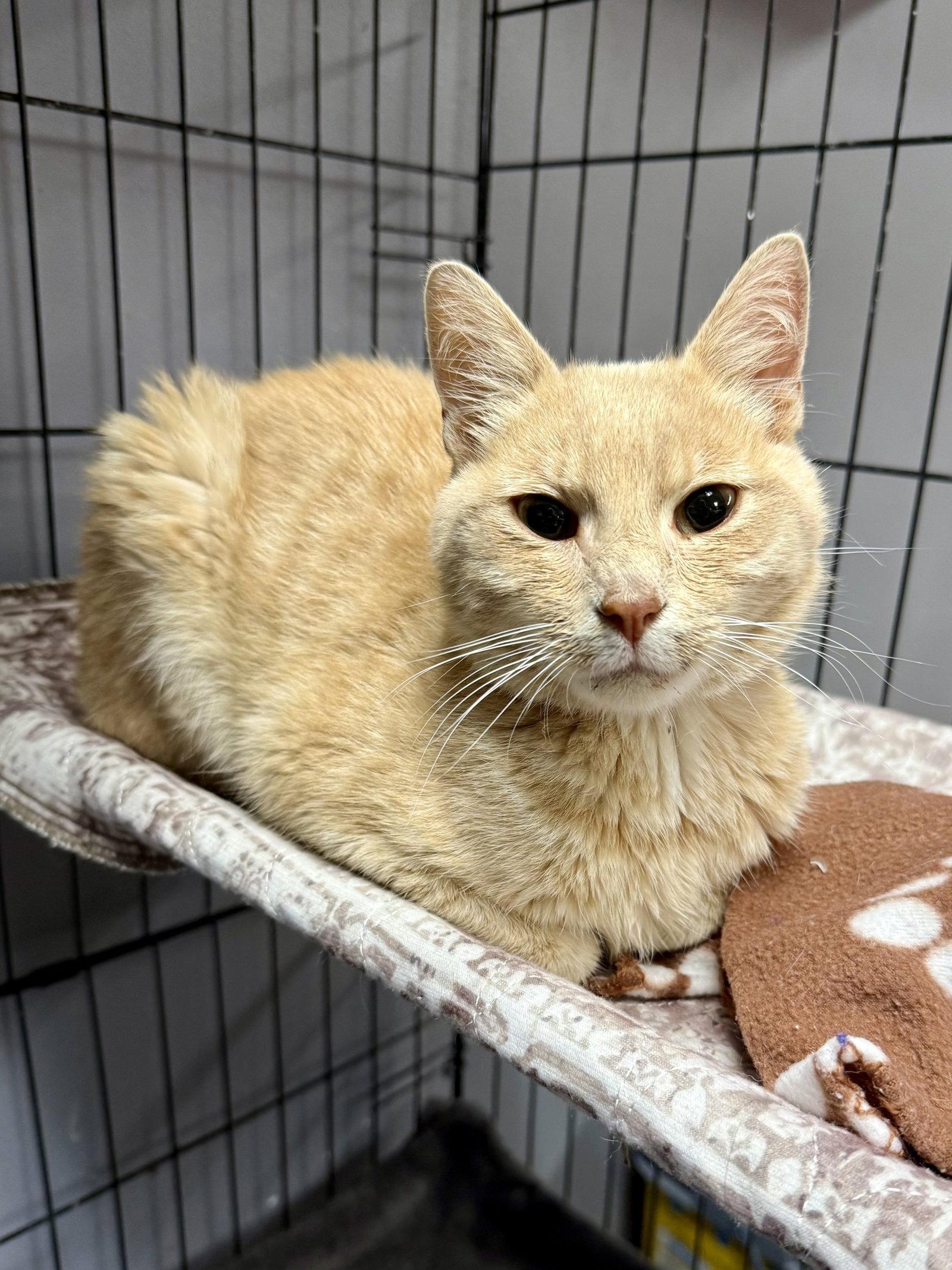 CAT - Burt, Adopted, Young Male Domestic Short Hair.