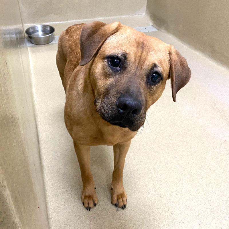 Enlarge Sabrina #21672, a ADOPTABLE mixed breed in Monroe, GA image 1/1