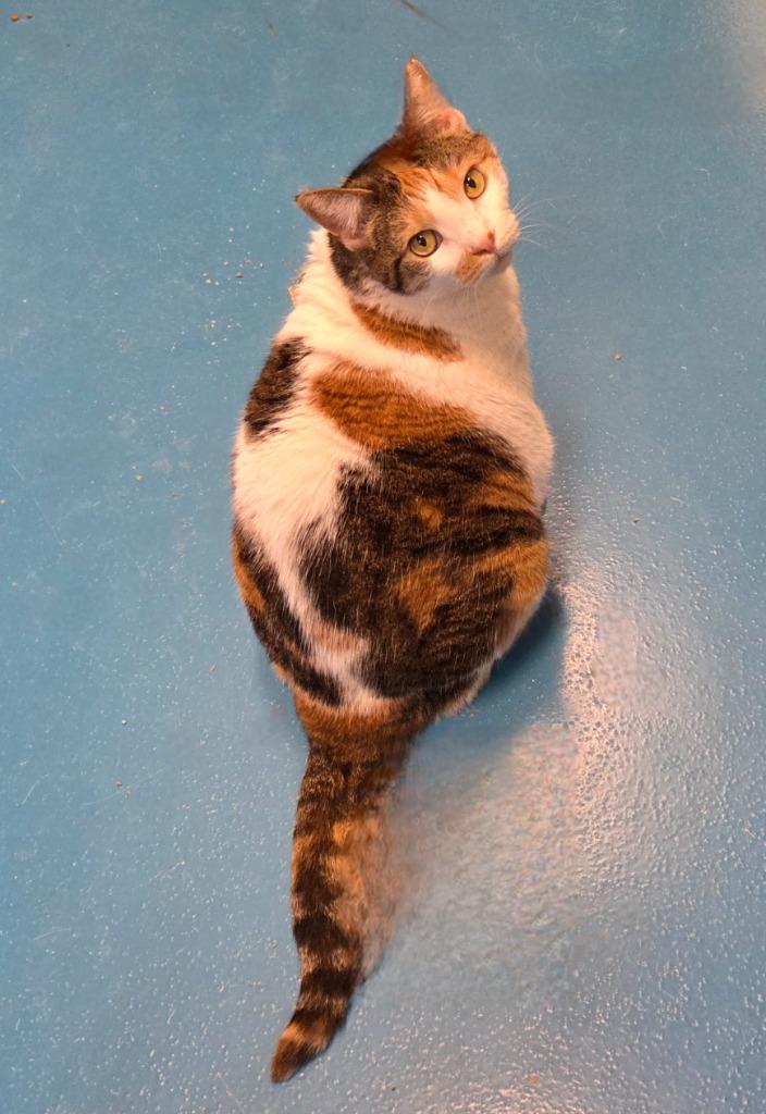 Enlarge Mimi, a Adoptable mixed breed in Muskegon, MI image 1/3