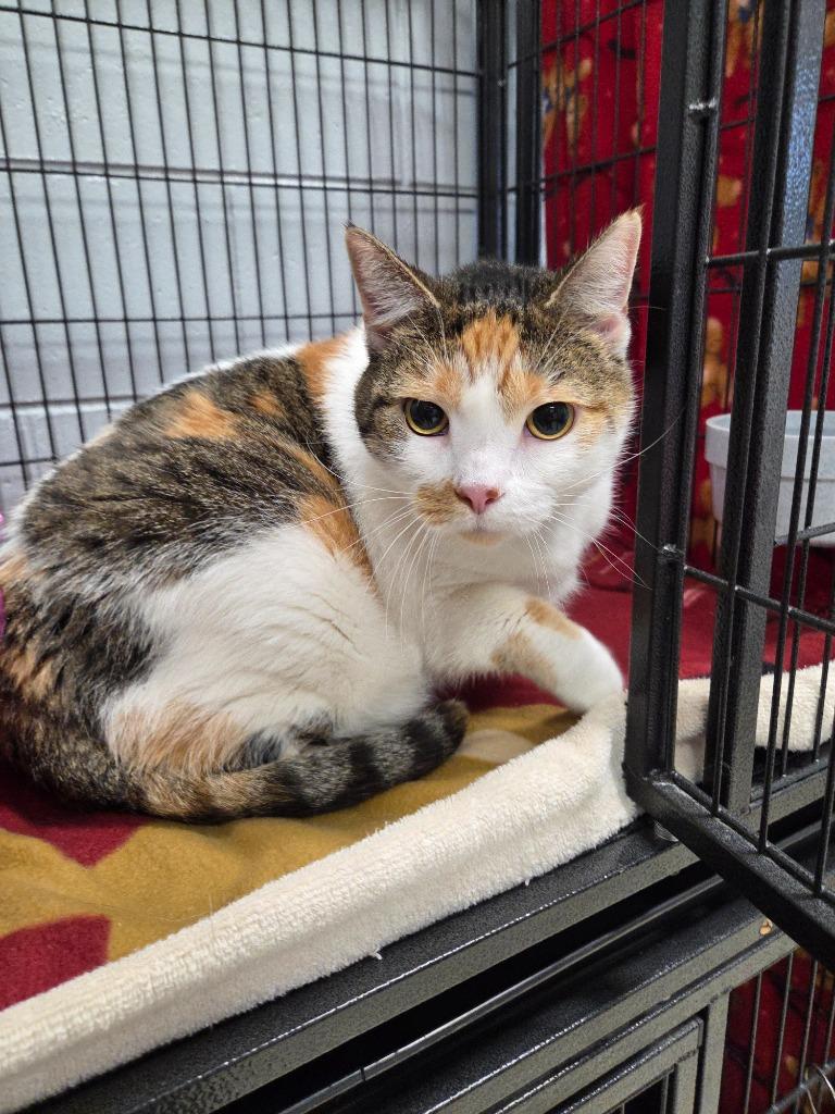 Enlarge Mimi, a Adoptable mixed breed in Muskegon, MI image 2/3