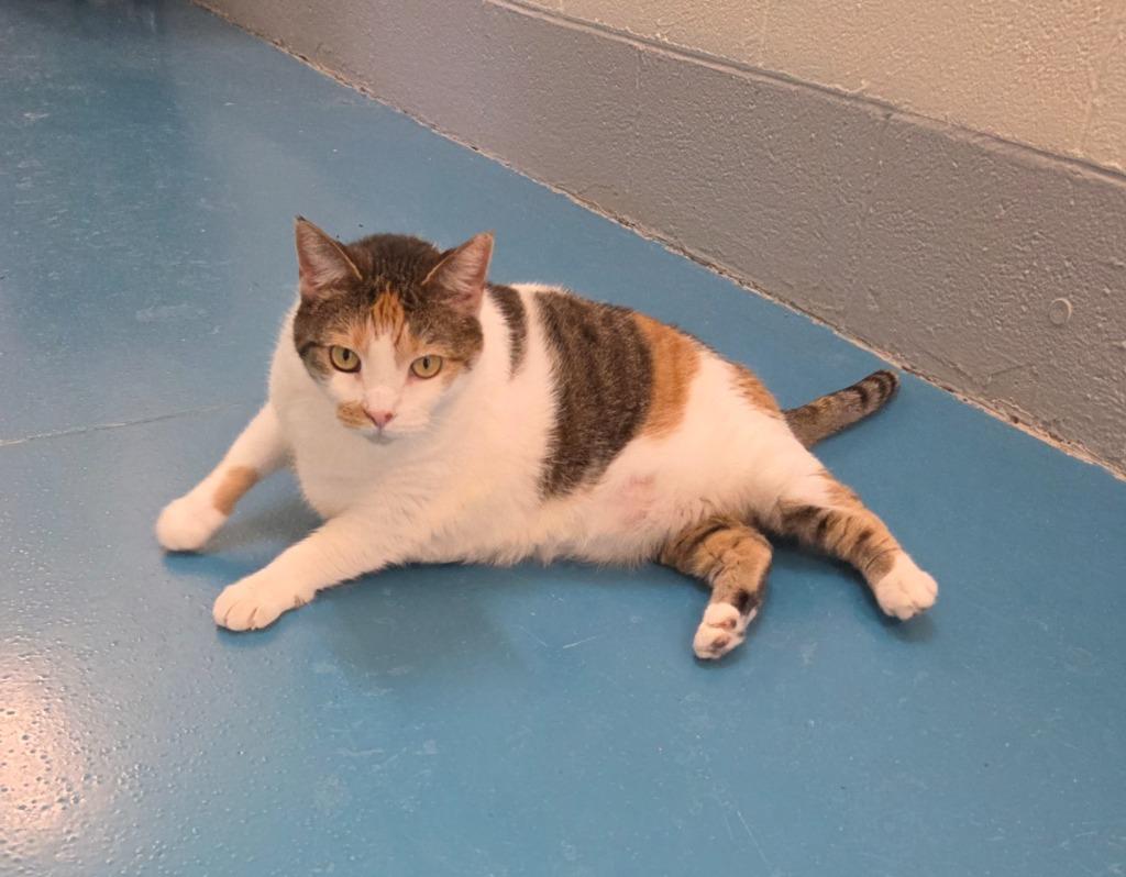 Enlarge Mimi, a Adoptable mixed breed in Muskegon, MI image 3/3