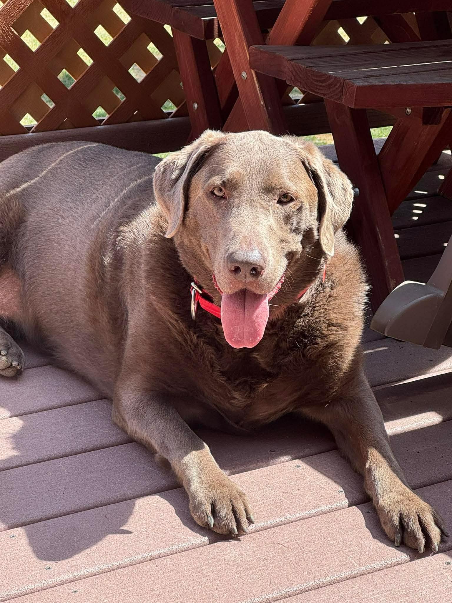 Enlarge Ahzara, an adoptable Mixed Breed in Rock Springs, WY image 1/3