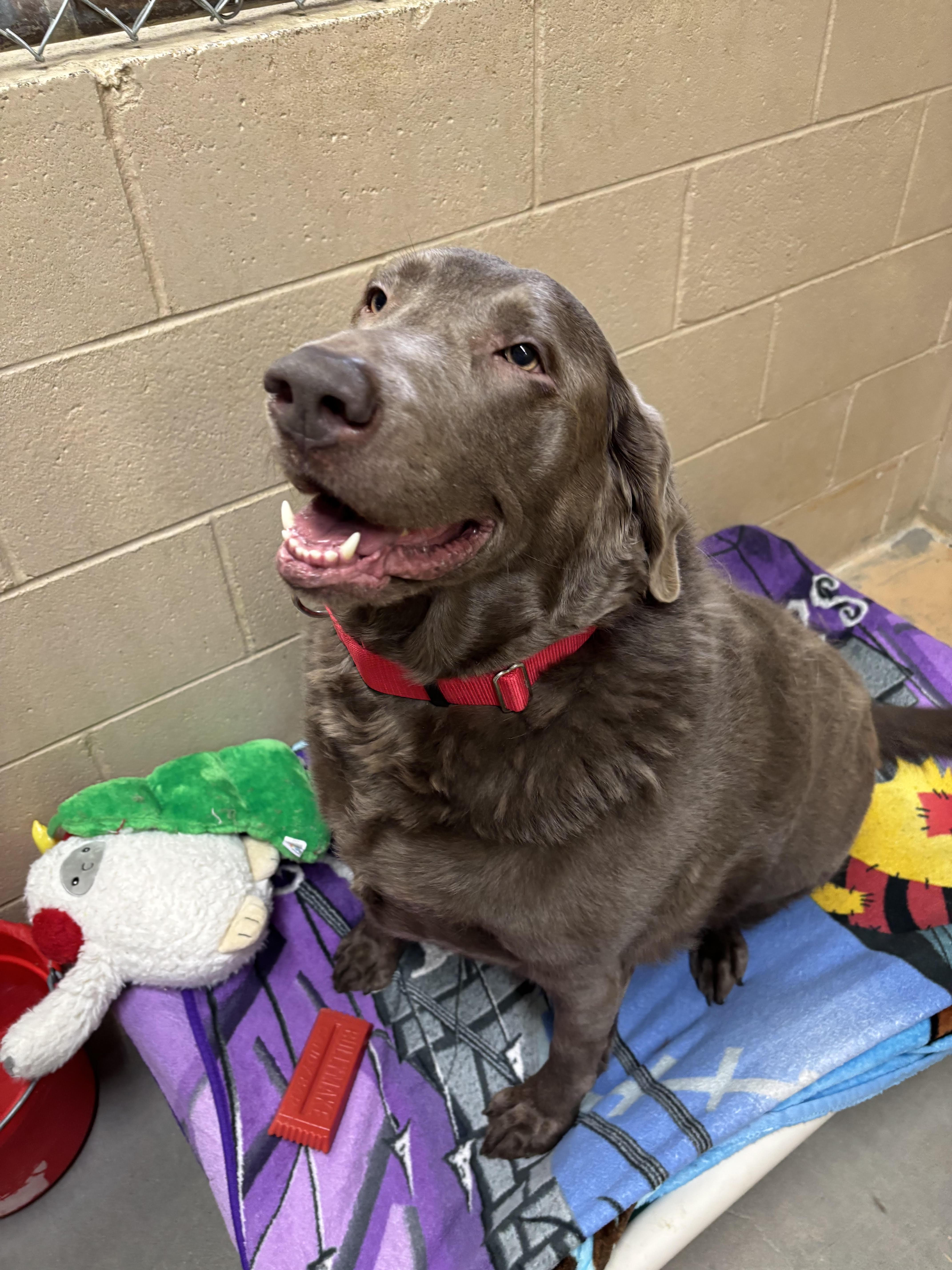 Enlarge Ahzara, an adoptable Mixed Breed in Rock Springs, WY image 2/2