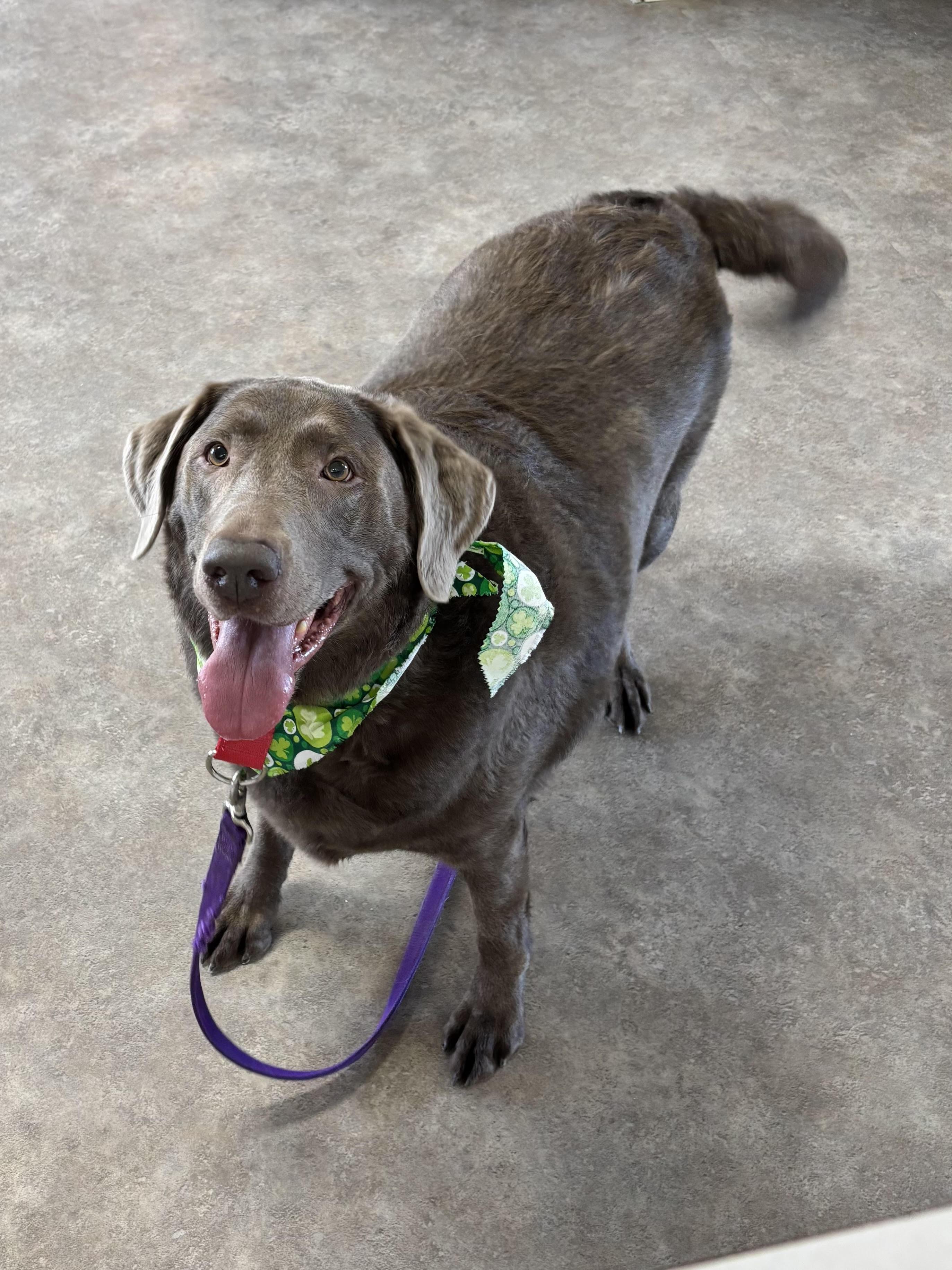 Ahzara, adoptable, Adult Female Mixed Breed.