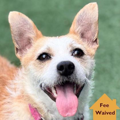 Sunny D, Adoptable, Young Male Mixed Breed & Mixed Breed.