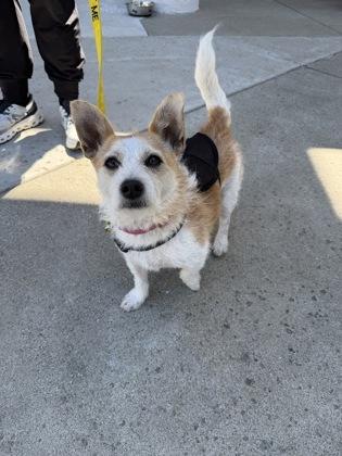 Sunny D, Adoptable, Young Male Mixed Breed & Mixed Breed.