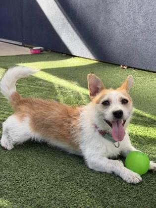 Enlarge Sunny D, a Adoptable mixed breed in Pleasanton, CA image 3/3