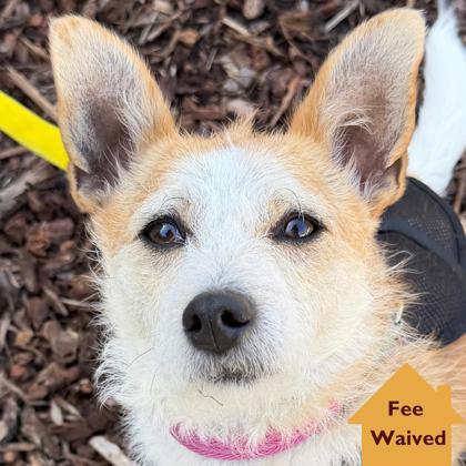 Enlarge Sunny D, a Adoptable mixed breed in Pleasanton, CA image 3/3