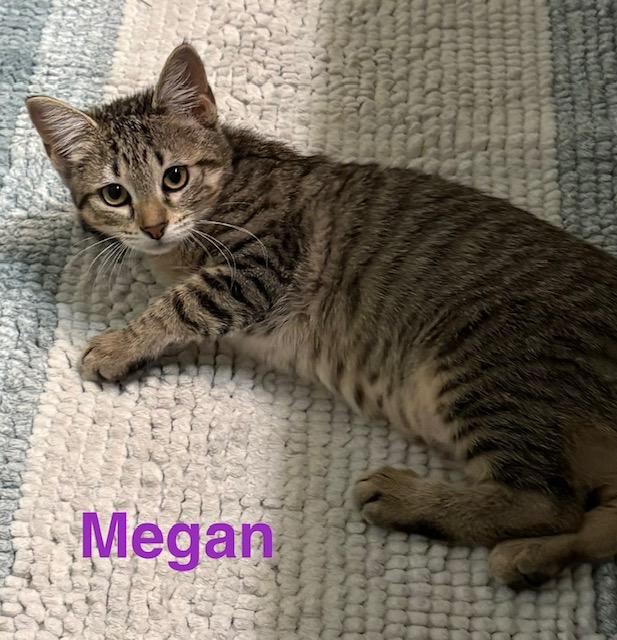 Enlarge Megan, a Adoptable mixed breed in Zimmerman, MN image 1/1