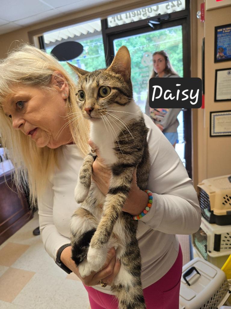 Daisy, Adoptable, Young Female Domestic Short Hair.