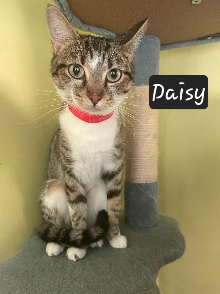 Daisy, a Adoptable mixed breed in Maumelle, AR image 2/2