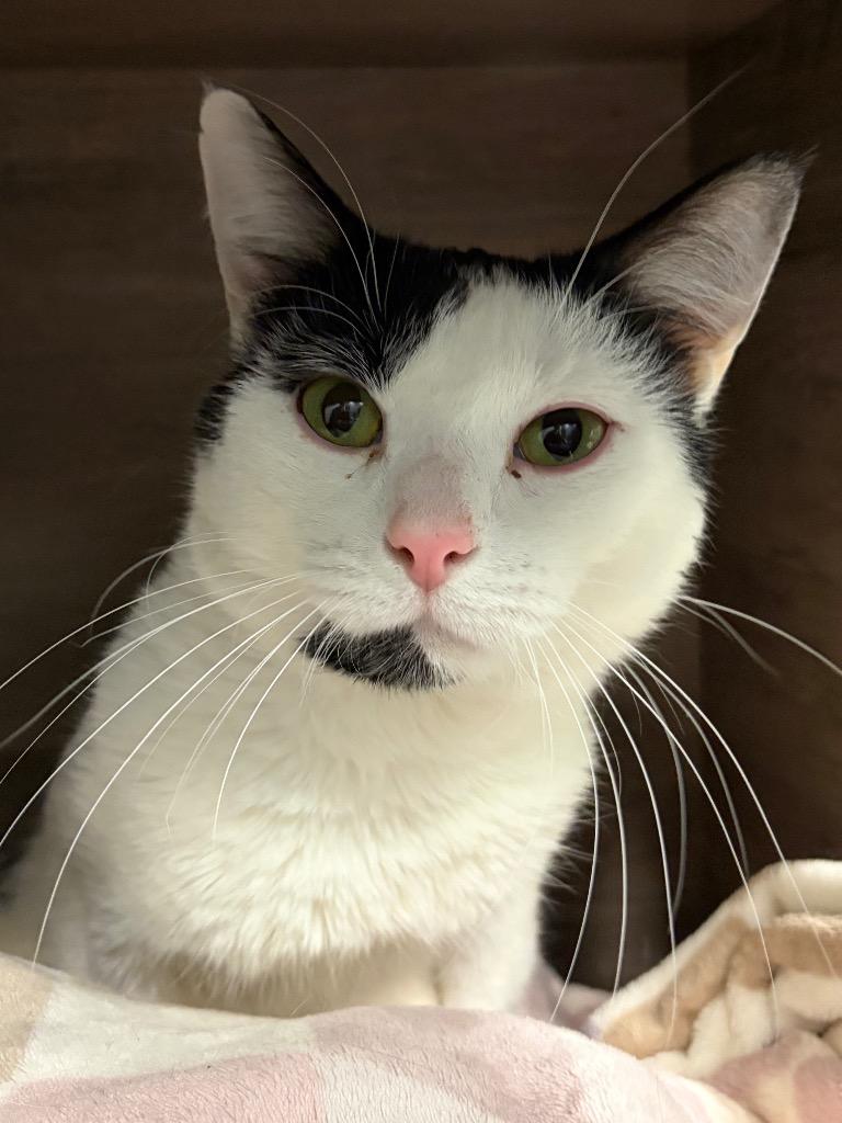 Behr, Adoptable, Adult Male Domestic Short Hair.