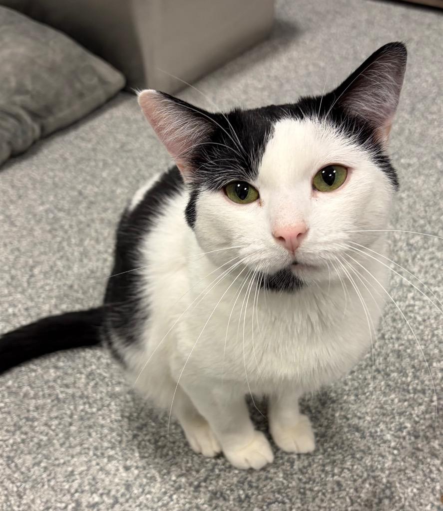 Enlarge Behr, a Adoptable mixed breed in Huntington, IN image 2/3