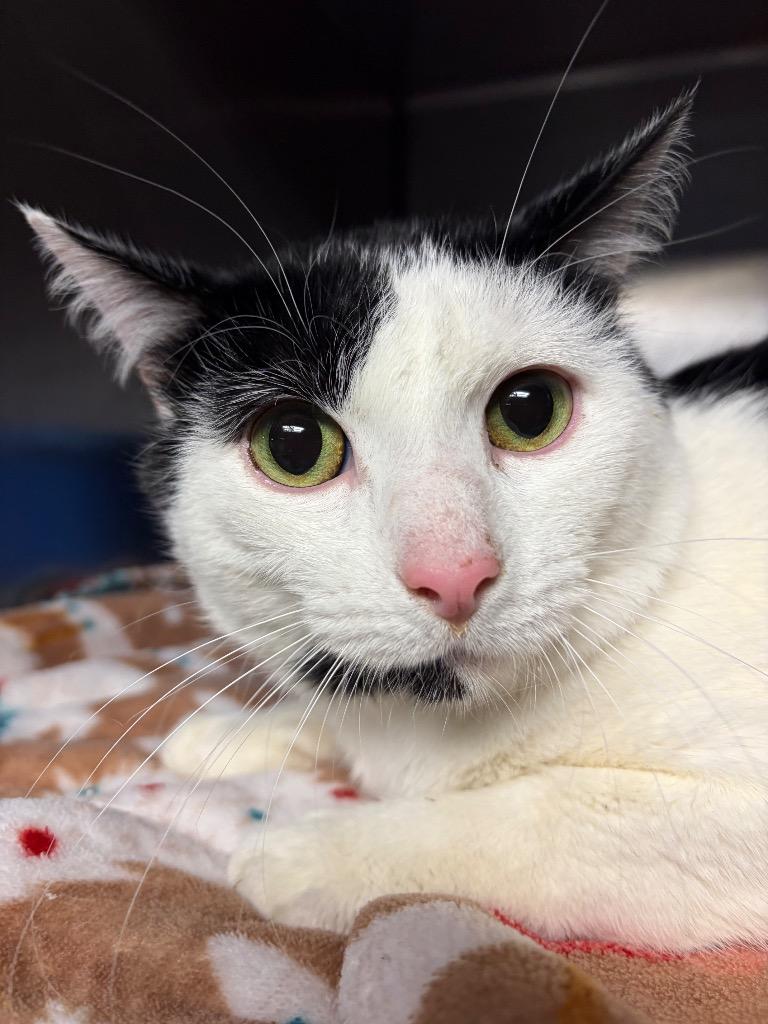 Behr, a Adoptable mixed breed in Huntington, IN image 2/2