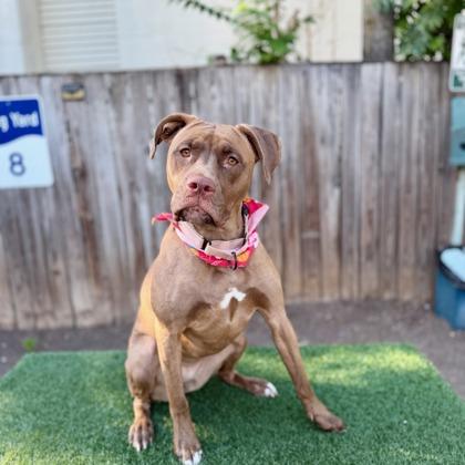 Enlarge Priya, a Adoptable mixed breed in Washington, DC image 3/3