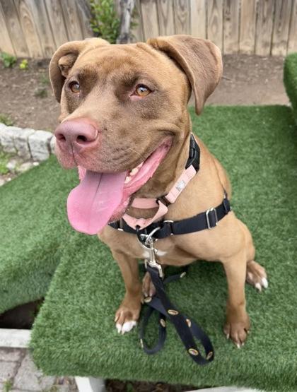 Priya, a Adoptable mixed breed in Washington, DC image 1/3