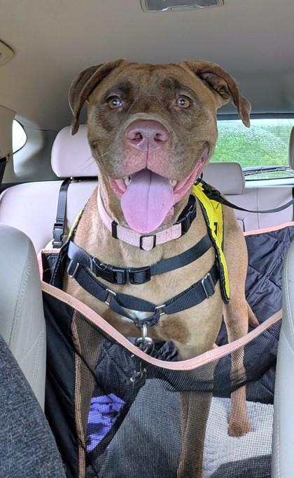 Priya, a Adoptable mixed breed in Washington, DC image 2/3