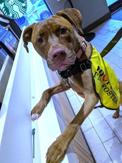 Priya, a Adoptable mixed breed in Washington, DC image 3/3