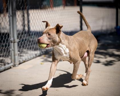 Enlarge Luna, a ADOPTABLE Pit Bull Terrier in Hamilton, MT image 5/5