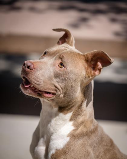 Luna, ADOPTABLE, Adult Female Pit Bull Terrier.