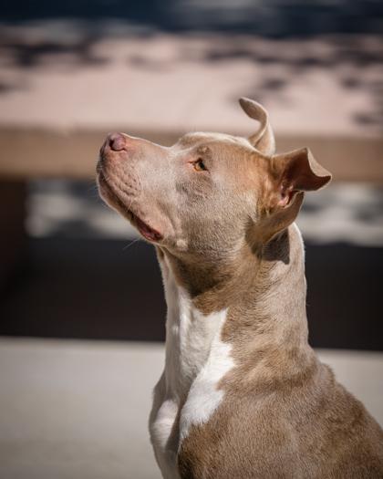 Enlarge Luna, a ADOPTABLE Pit Bull Terrier in Hamilton, MT image 3/5