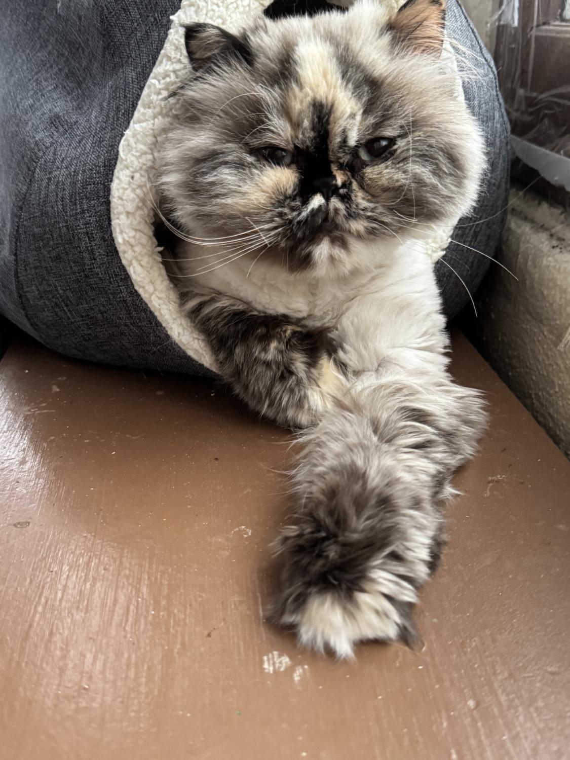 Enlarge TILLY, an adopted Persian in Minneapolis, MN image 3/3