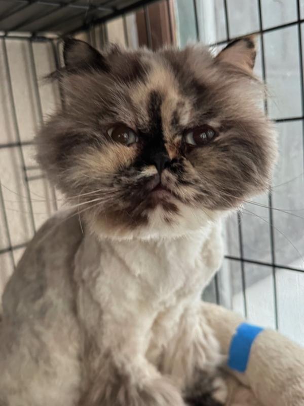 Enlarge TILLY, an adopted Persian in Minneapolis, MN image 1/3