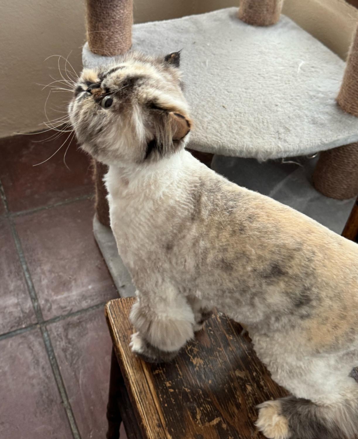 Enlarge TILLY, an adopted Persian in Minneapolis, MN image 2/3