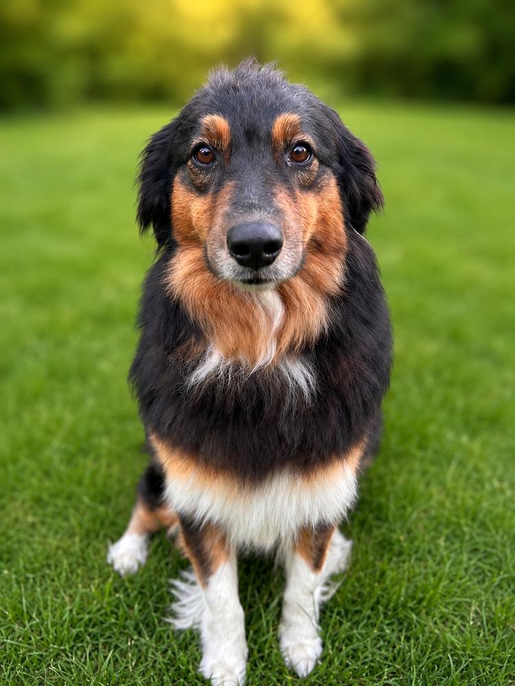 1127 Rose, a Adoptable Australian Shepherd in Ringwood, IL image 1/5