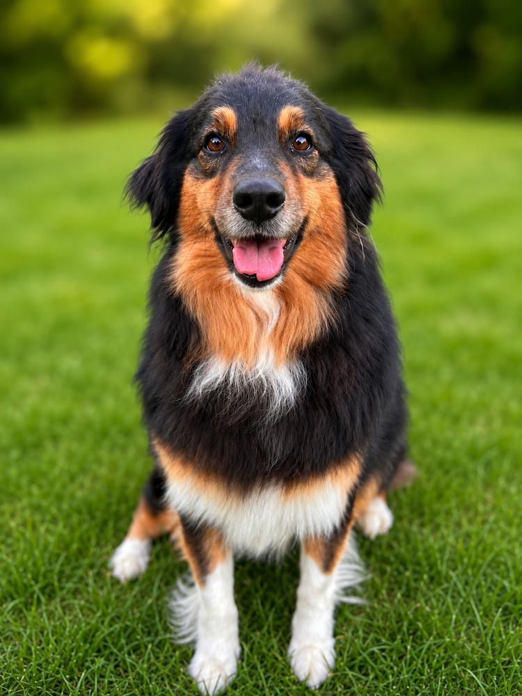 1127 Rose, a Adoptable Australian Shepherd in Ringwood, IL image 2/5