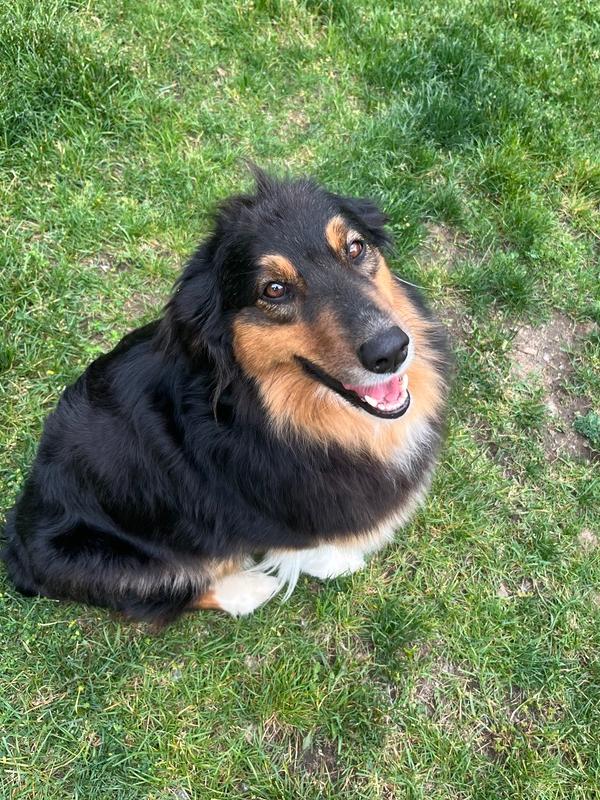 1127 Rose, a Adoptable Australian Shepherd in Ringwood, IL image 3/5