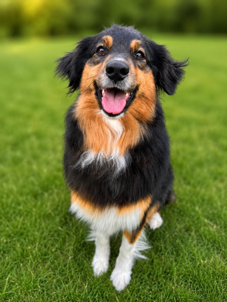 1127 Rose, a Adoptable Australian Shepherd in Ringwood, IL image 4/5