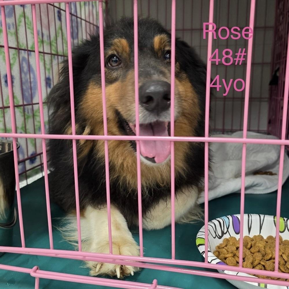 1127 Rose, a Adoptable Australian Shepherd in Ringwood, IL image 5/5