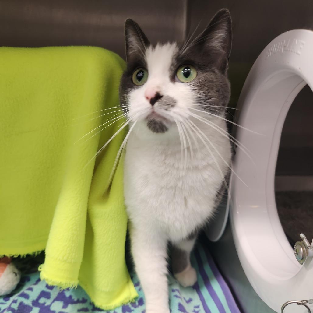 Sassy, Adoptable, Adult Female Domestic Short Hair.