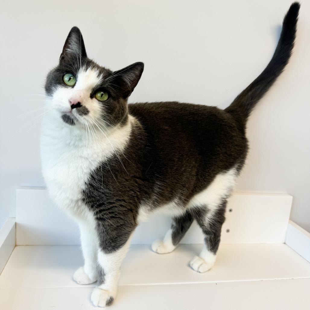 Enlarge Sassy, a Adoptable Domestic Short Hair in Fort Wayne, IN image 2/6