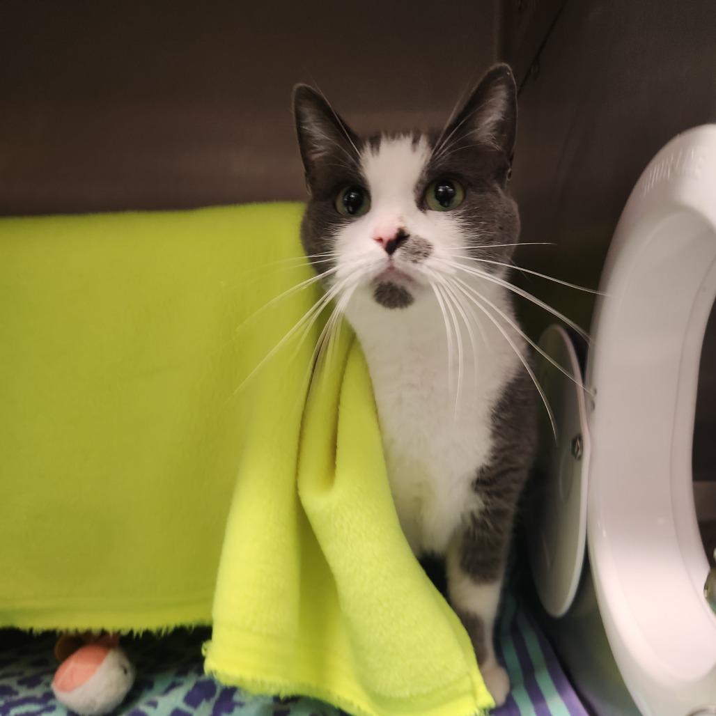 Enlarge Sassy, a Adoptable Domestic Short Hair in Fort Wayne, IN image 3/6