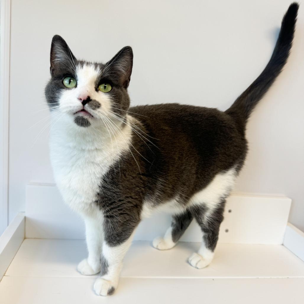 Enlarge Sassy, a Adoptable Domestic Short Hair in Fort Wayne, IN image 4/6