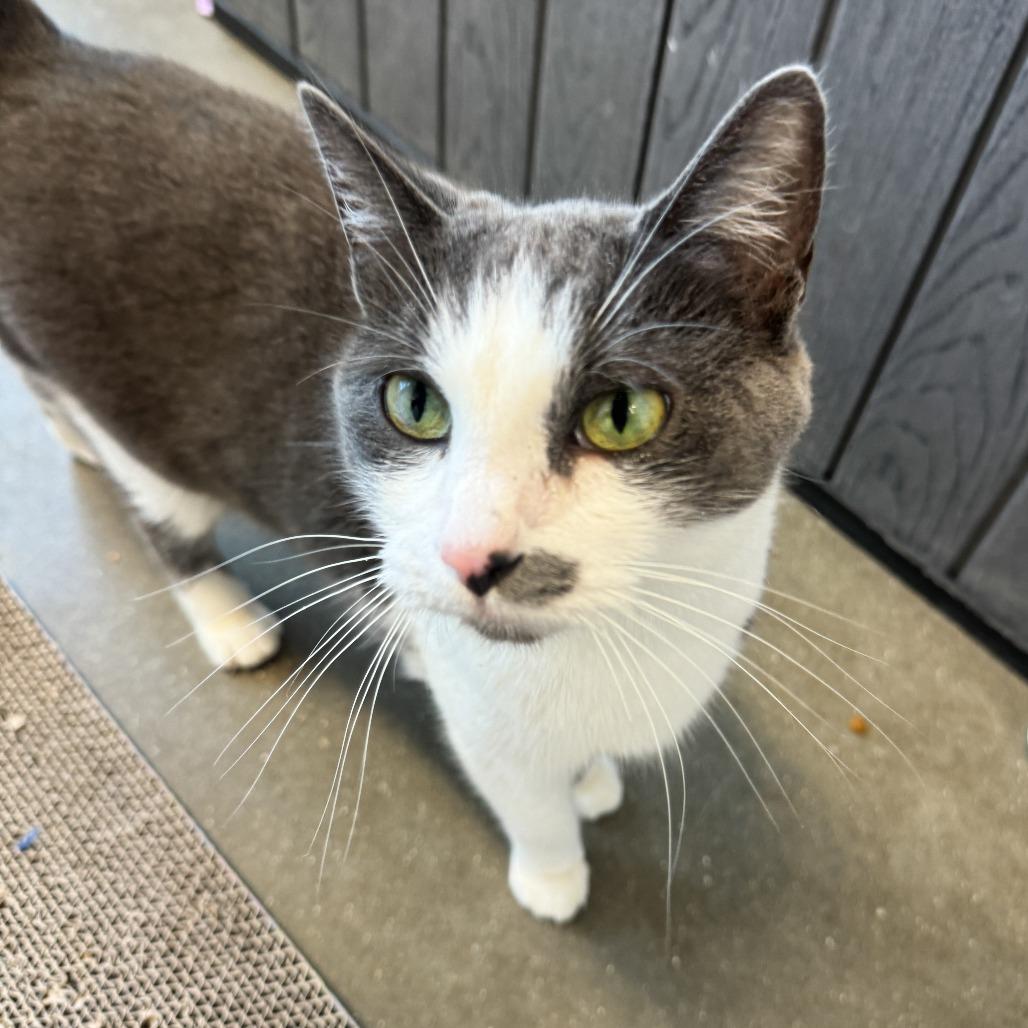 Enlarge Sassy, a Adoptable Domestic Short Hair in Fort Wayne, IN image 5/6