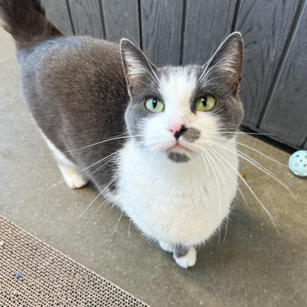 Enlarge Sassy, a Adoptable Domestic Short Hair in Fort Wayne, IN image 6/6