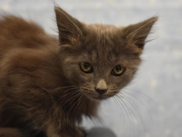 Enlarge Lichen, a Adoptable mixed breed in Portland, OR image 1/1