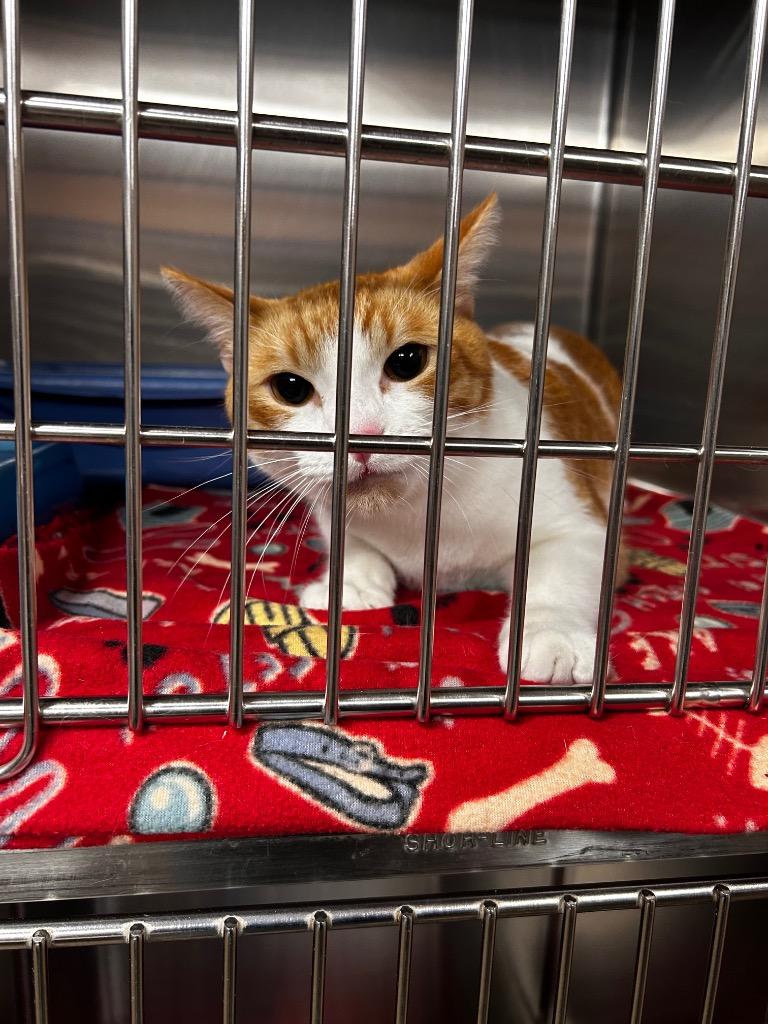 Mr. Green, Adoptable, Young Male Domestic Short Hair.