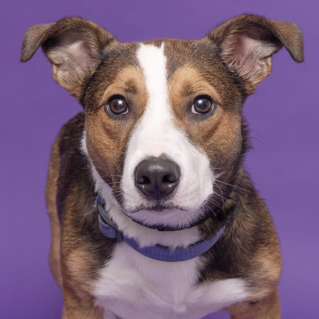 Enlarge Martin, a Adoptable Mixed Breed in Franklin, TN image 2/2