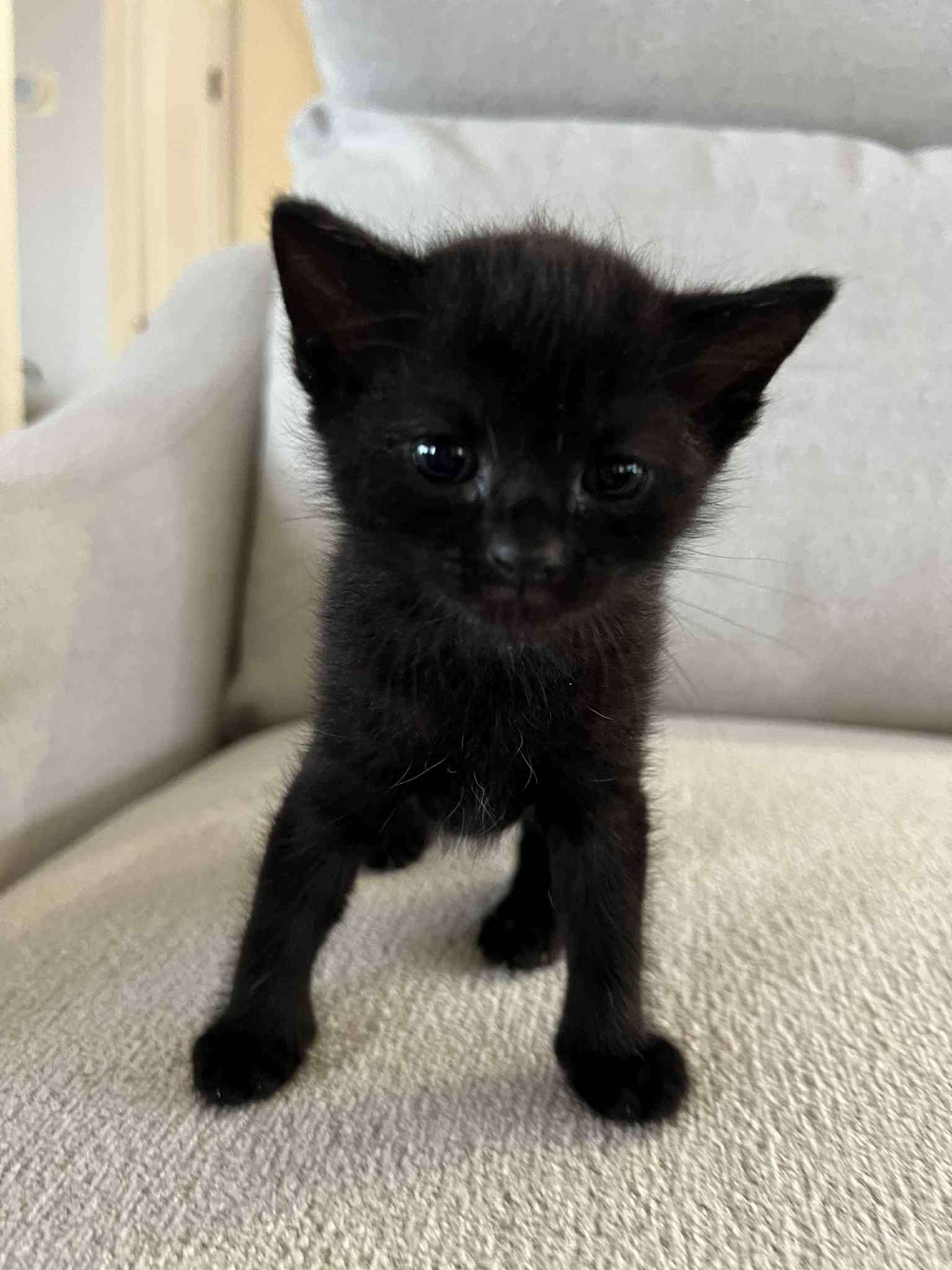 Nori Ched, Adoptable, Kitten Female Domestic Short Hair.