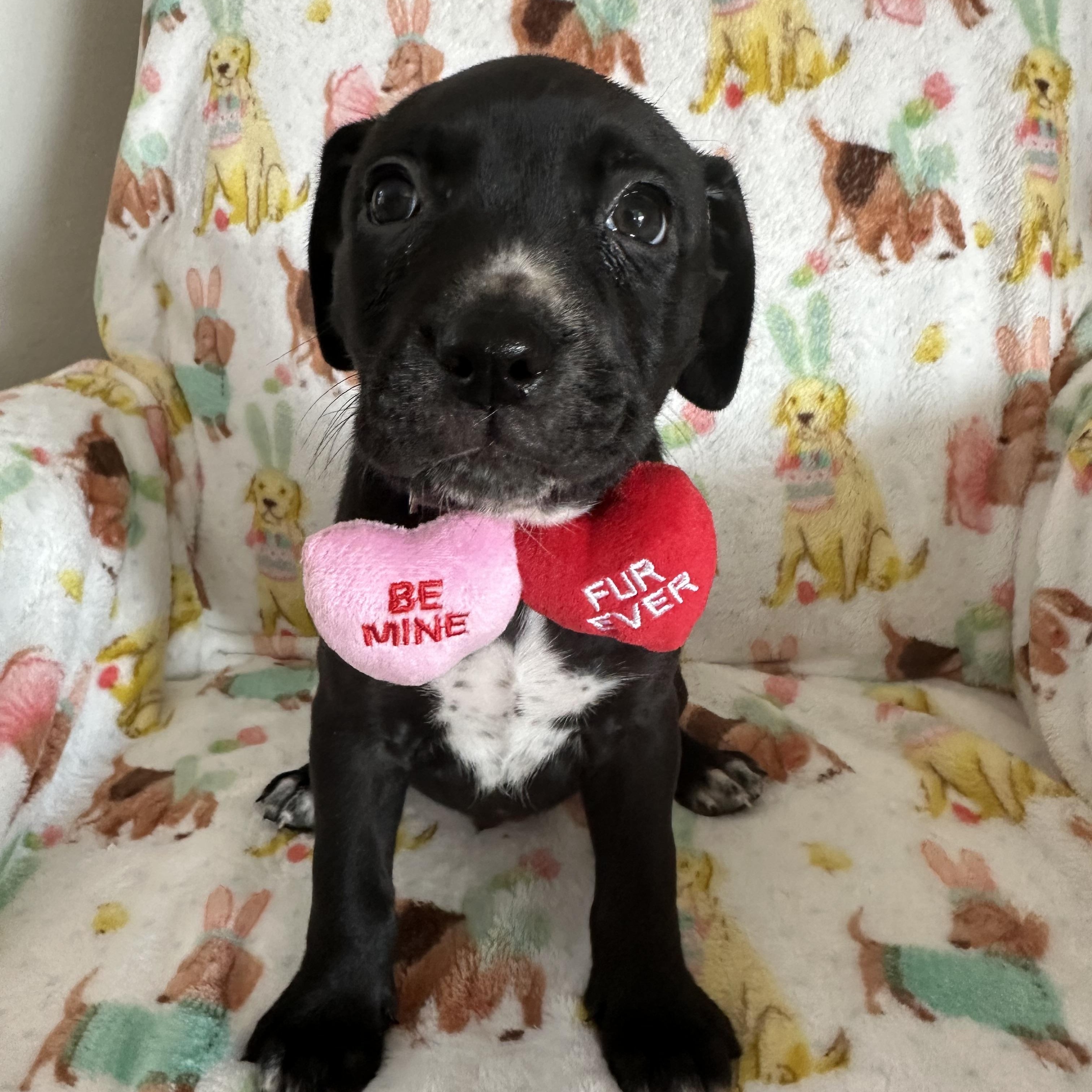 Enlarge Crinkle, a Adoptable Mixed Breed in Iron River, MI image 1/3