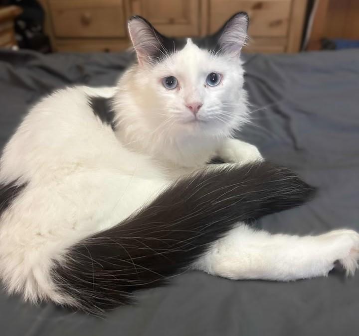 Houndini, Adoptable, Adult Male Domestic Long Hair.